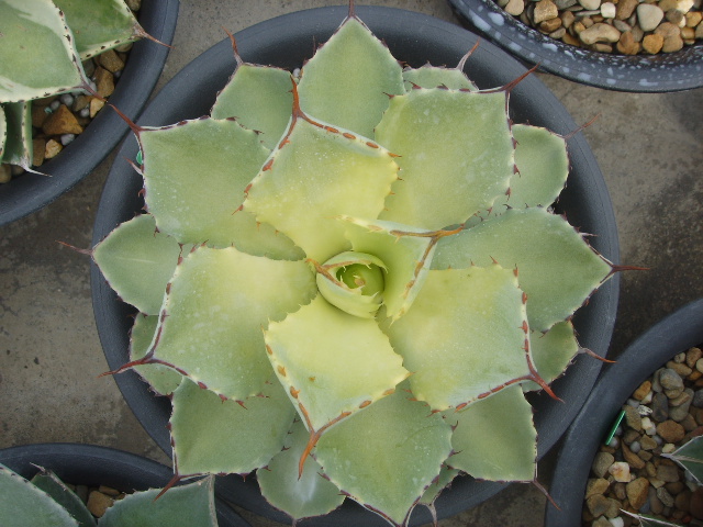 «ö¦¹¦b·sµøµ¡ÂsÄý¹Ï¤ù