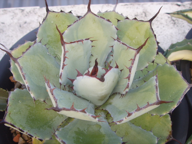 «ö¦¹¦b·sµøµ¡ÂsÄý¹Ï¤ù