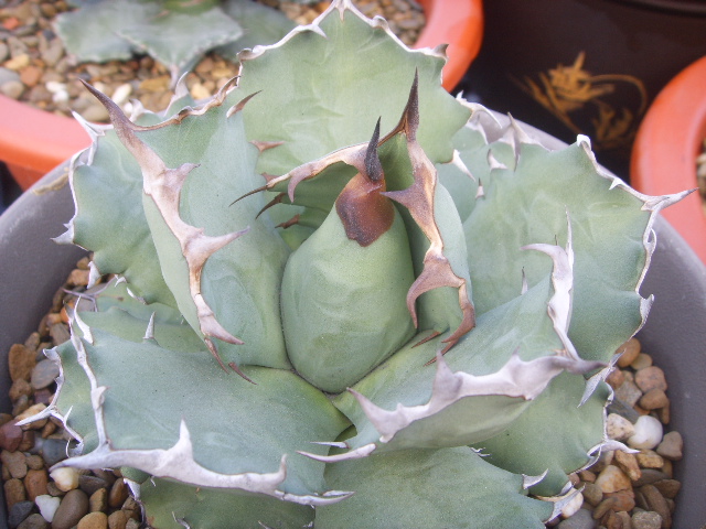 «ö¦¹¦b·sµøµ¡ÂsÄý¹Ï¤ù