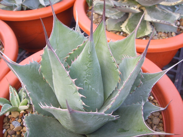 «ö¦¹¦b·sµøµ¡ÂsÄý¹Ï¤ù