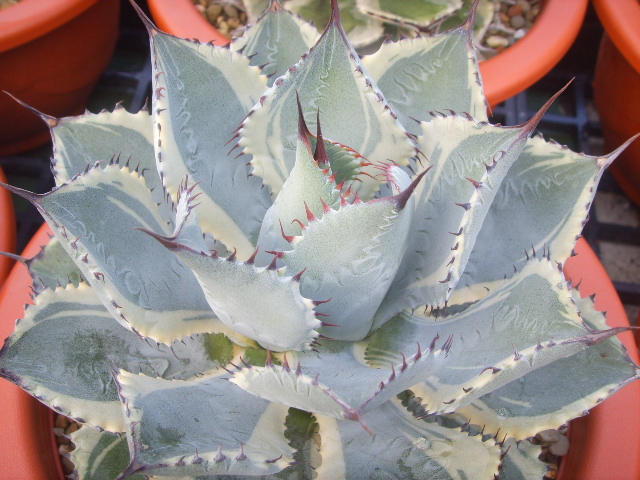 «ö¦¹¦b·sµøµ¡ÂsÄý¹Ï¤ù