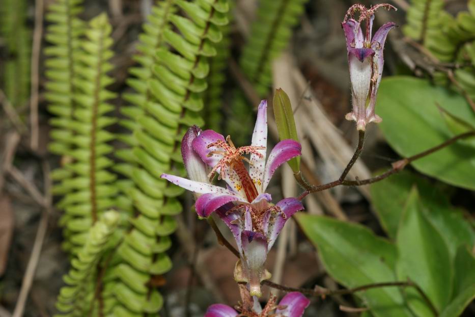 «ö¦¹¦b·sµøµ¡ÂsÄý¹Ï¤ù