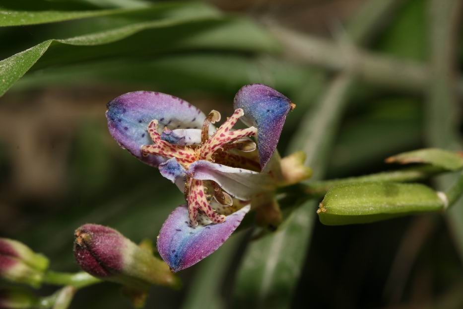 «ö¦¹¦b·sµøµ¡ÂsÄý¹Ï¤ù