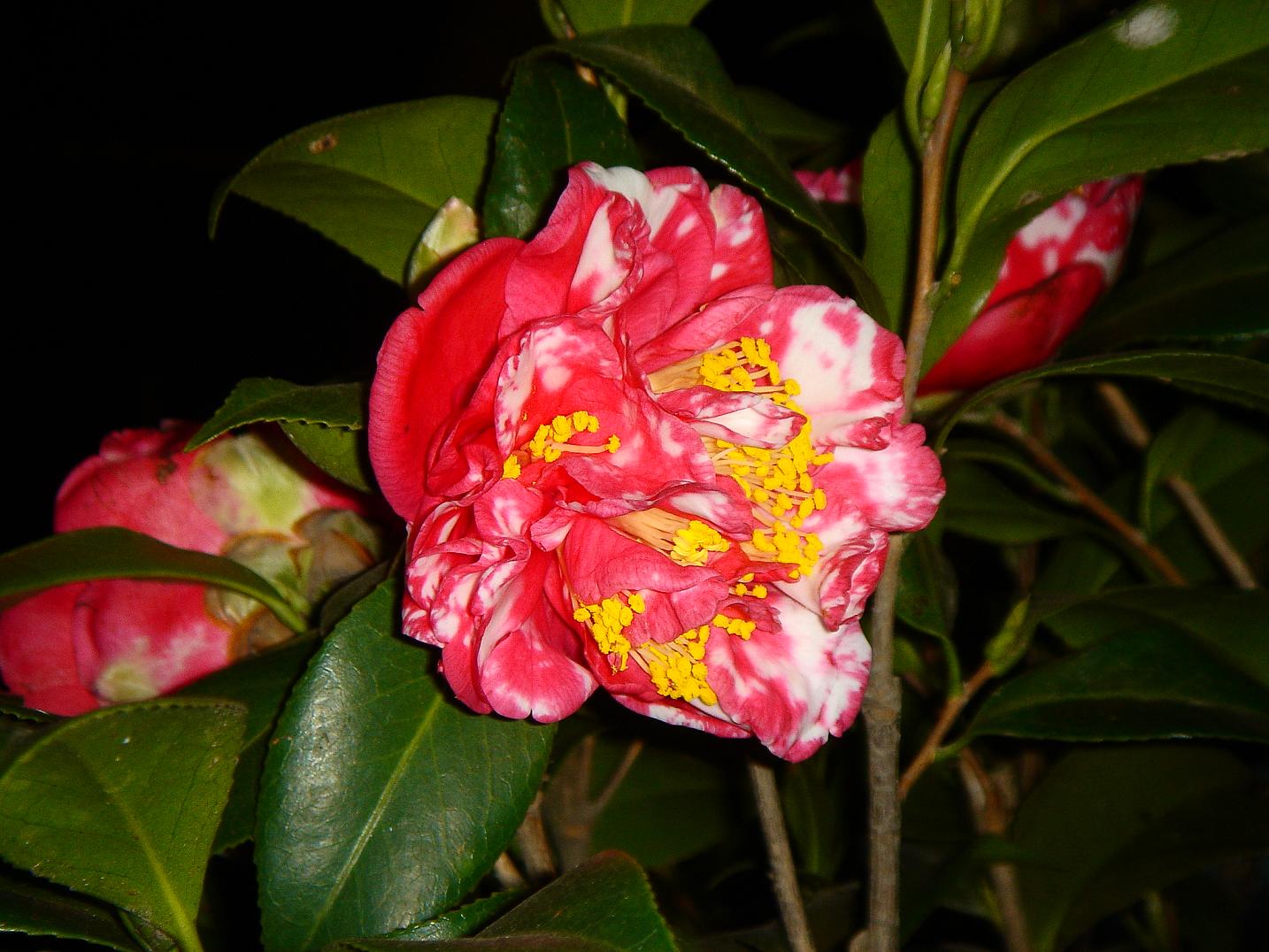 «ö¦¹¦b·sµøµ¡ÂsÄý¹Ï¤ù