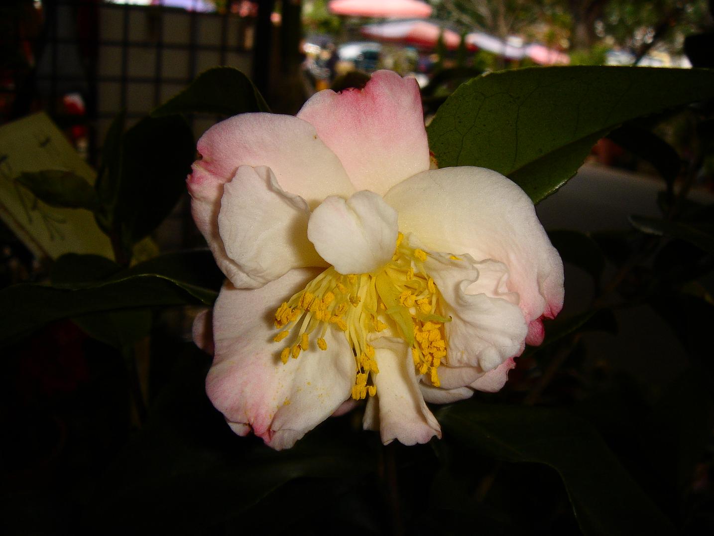 «ö¦¹¦b·sµøµ¡ÂsÄý¹Ï¤ù