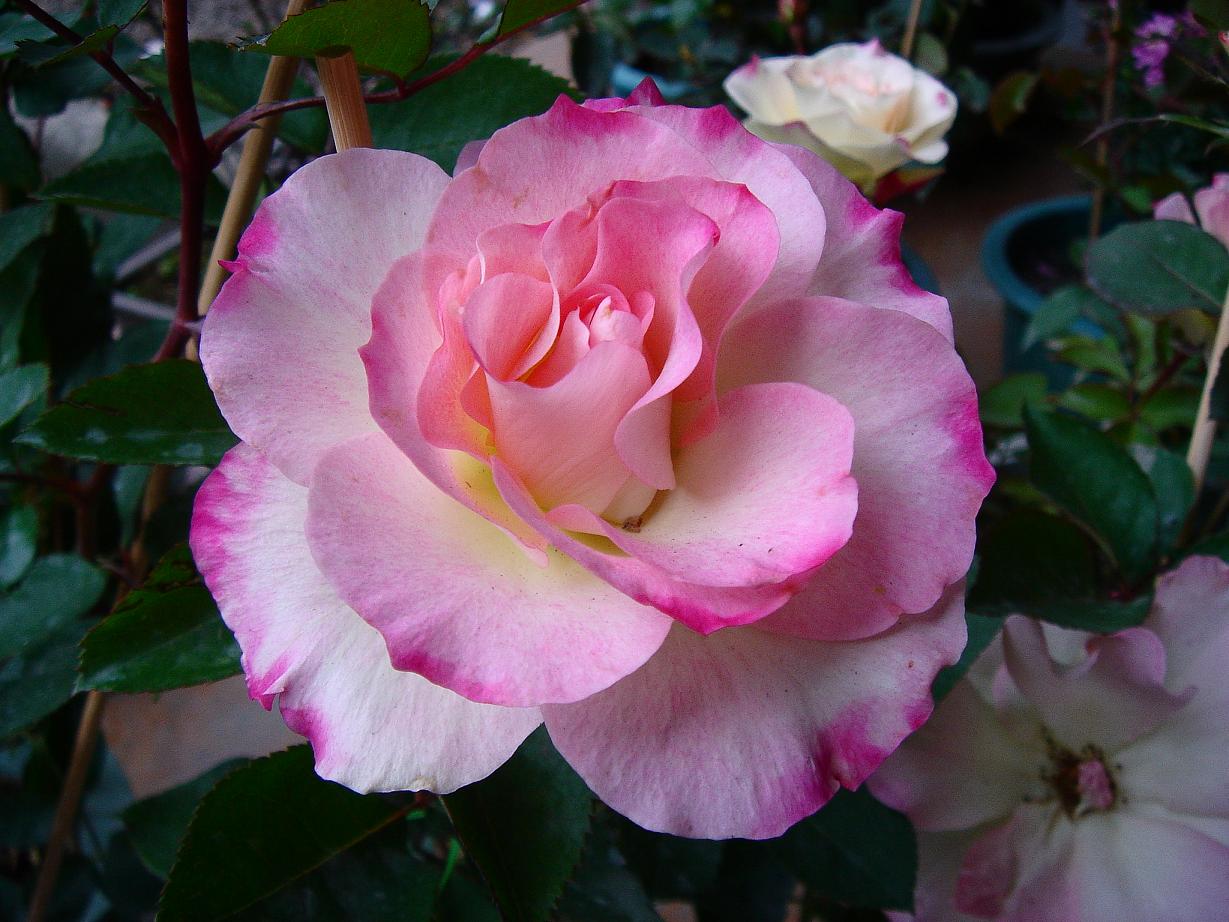 «ö¦¹¦b·sµøµ¡ÂsÄý¹Ï¤ù