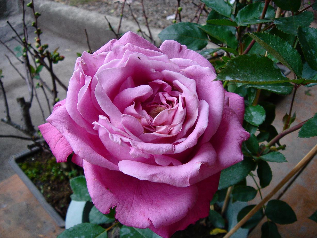 «ö¦¹¦b·sµøµ¡ÂsÄý¹Ï¤ù