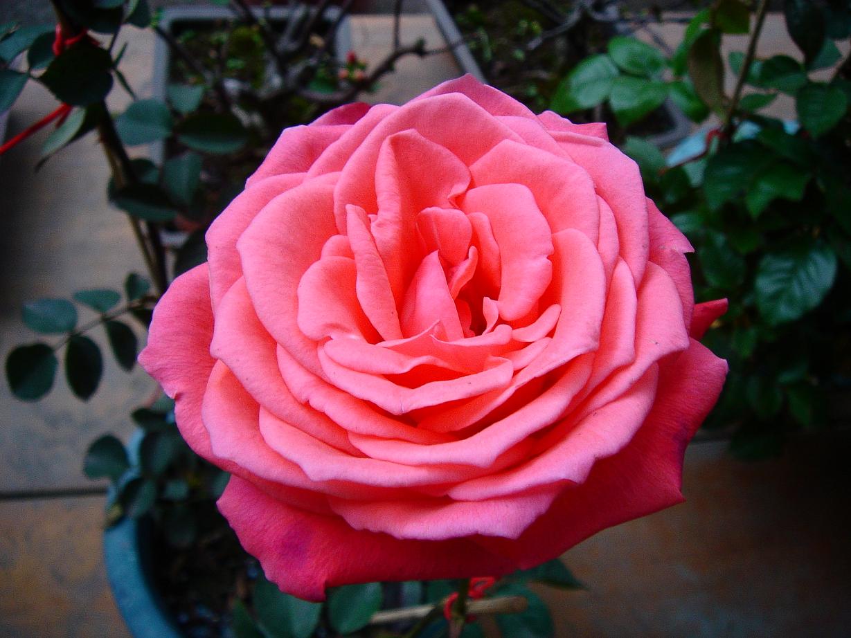 «ö¦¹¦b·sµøµ¡ÂsÄý¹Ï¤ù