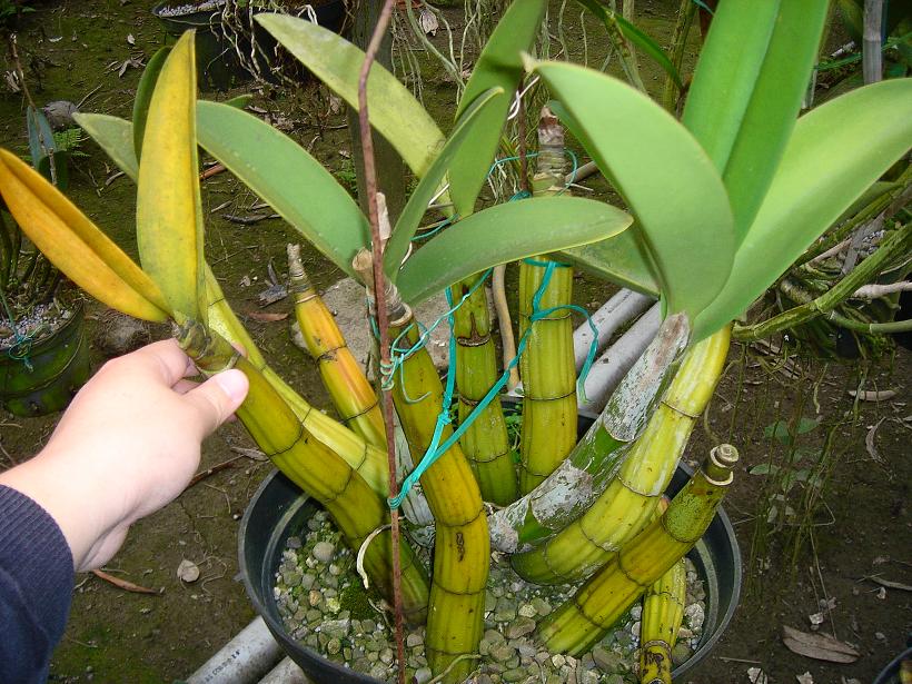 «ö¦¹¦b·sµøµ¡ÂsÄý¹Ï¤ù