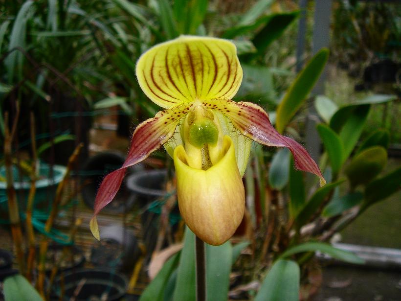 «ö¦¹¦b·sµøµ¡ÂsÄý¹Ï¤ù