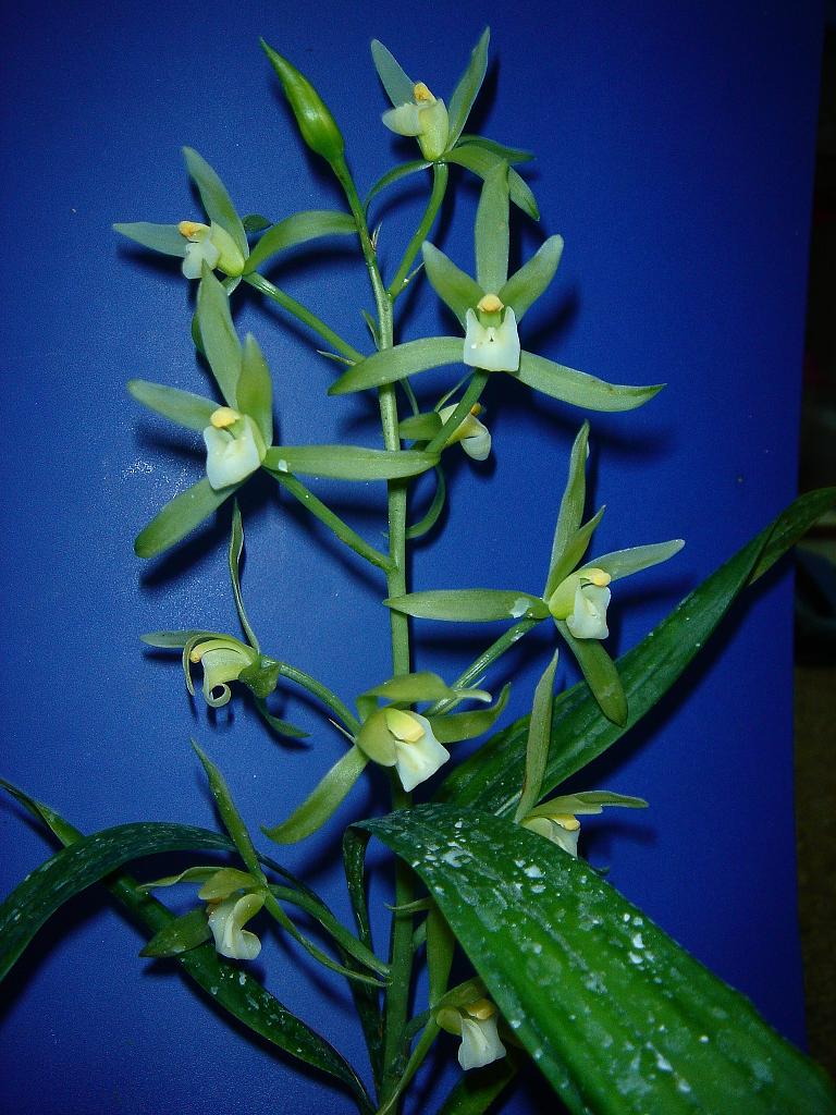 «ö¦¹¦b·sµøµ¡ÂsÄý¹Ï¤ù