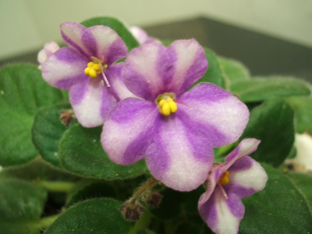 «ö¦¹¦b·sµøµ¡ÂsÄý¹Ï¤ù