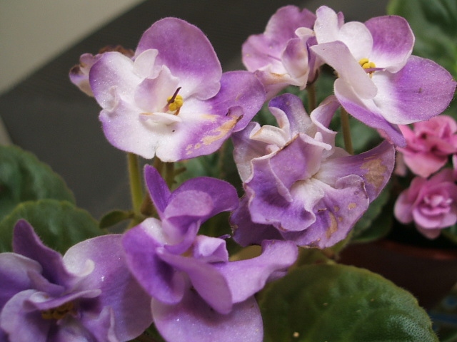 «ö¦¹¦b·sµøµ¡ÂsÄý¹Ï¤ù