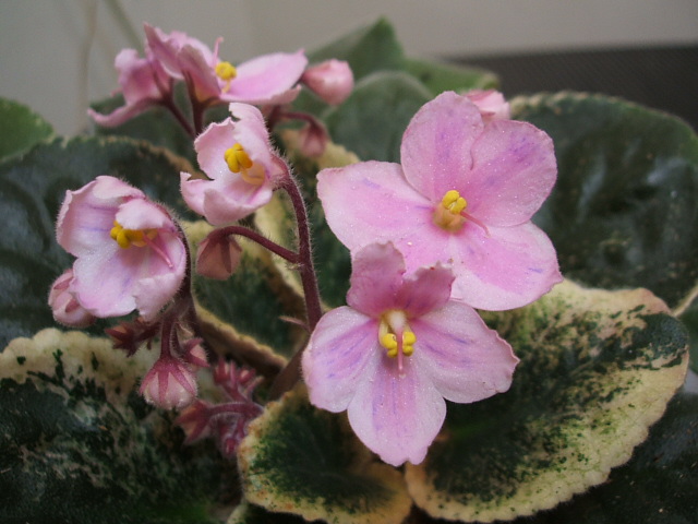 «ö¦¹¦b·sµøµ¡ÂsÄý¹Ï¤ù