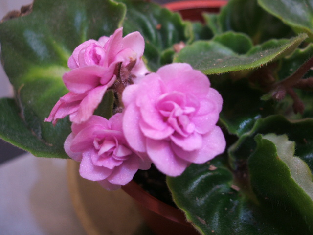 «ö¦¹¦b·sµøµ¡ÂsÄý¹Ï¤ù