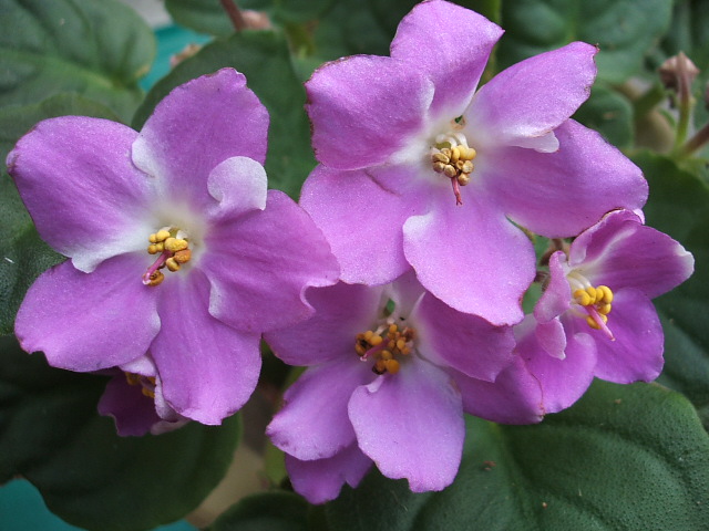 «ö¦¹¦b·sµøµ¡ÂsÄý¹Ï¤ù