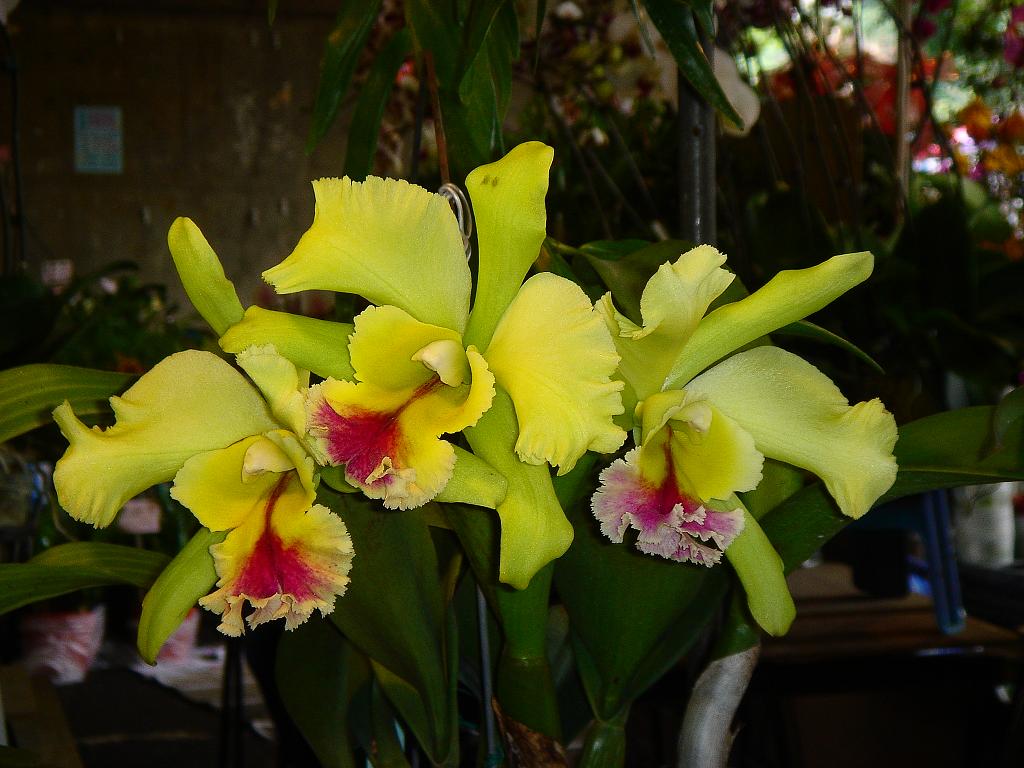 «ö¦¹¦b·sµøµ¡ÂsÄý¹Ï¤ù