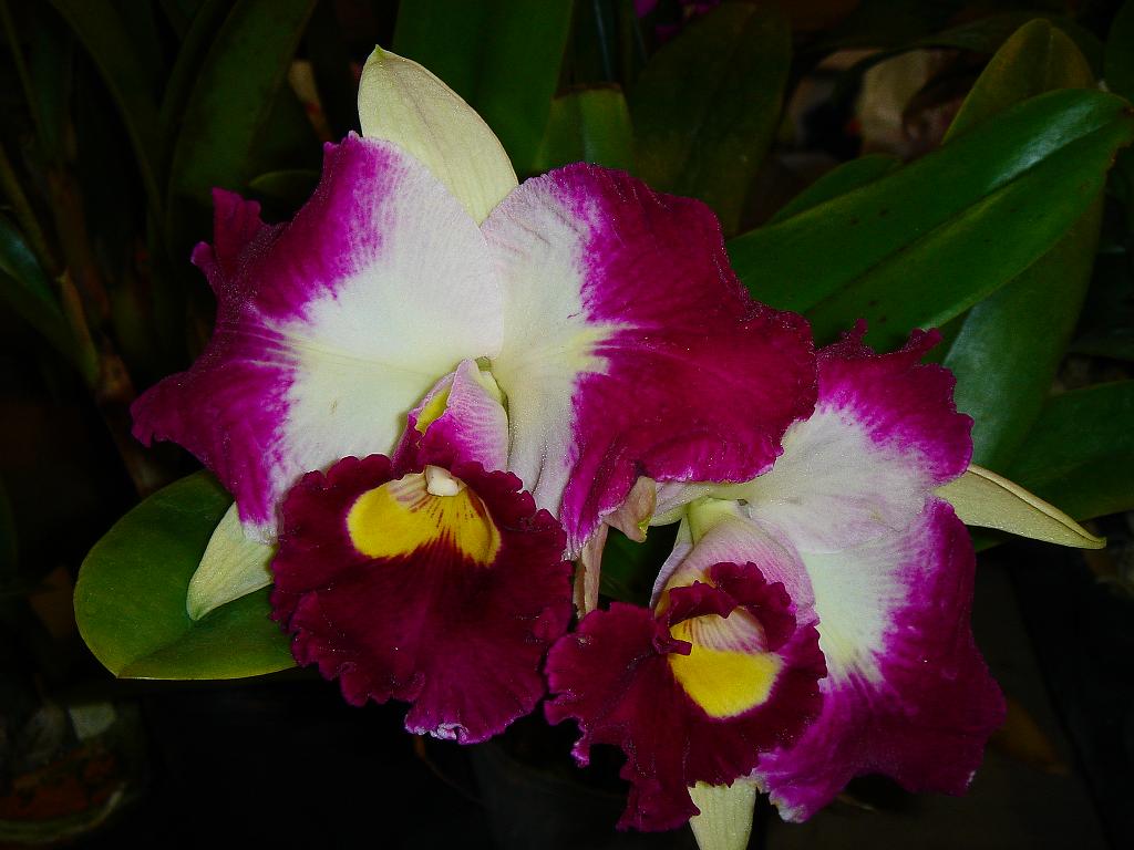 «ö¦¹¦b·sµøµ¡ÂsÄý¹Ï¤ù