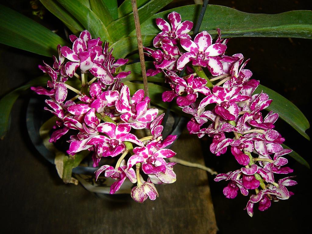 «ö¦¹¦b·sµøµ¡ÂsÄý¹Ï¤ù