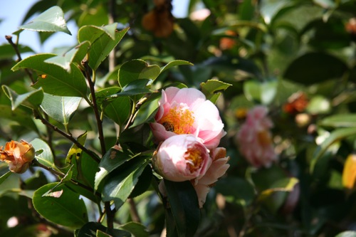 «ö¦¹¦b·sµøµ¡ÂsÄý¹Ï¤ù