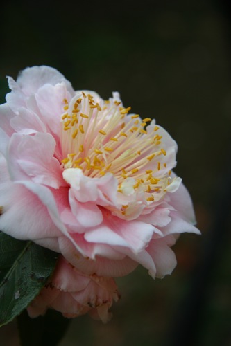 «ö¦¹¦b·sµøµ¡ÂsÄý¹Ï¤ù