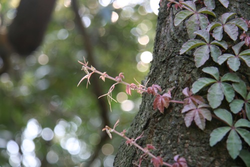 «ö¦¹¦b·sµøµ¡ÂsÄý¹Ï¤ù