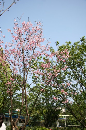 «ö¦¹¦b·sµøµ¡ÂsÄý¹Ï¤ù