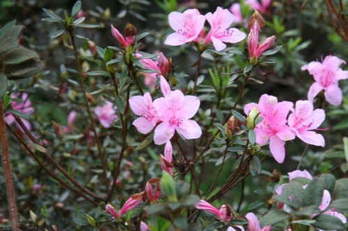 «ö¦¹¦b·sµøµ¡ÂsÄý¹Ï¤ù