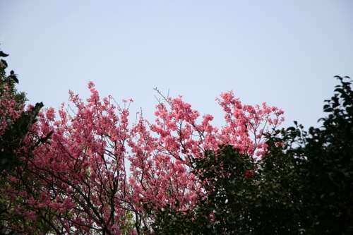 «ö¦¹¦b·sµøµ¡ÂsÄý¹Ï¤ù