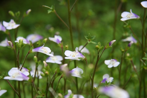 «ö¦¹¦b·sµøµ¡ÂsÄý¹Ï¤ù