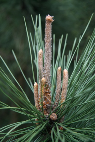 «ö¦¹¦b·sµøµ¡ÂsÄý¹Ï¤ù