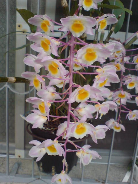 «ö¦¹¦b·sµøµ¡ÂsÄý¹Ï¤ù