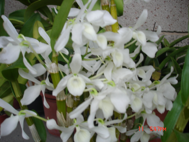 «ö¦¹¦b·sµøµ¡ÂsÄý¹Ï¤ù