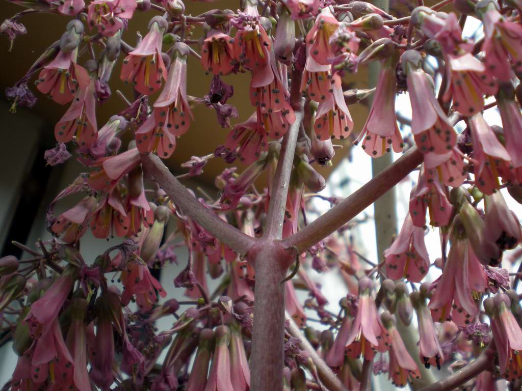 «ö¦¹¦b·sµøµ¡ÂsÄý¹Ï¤ù