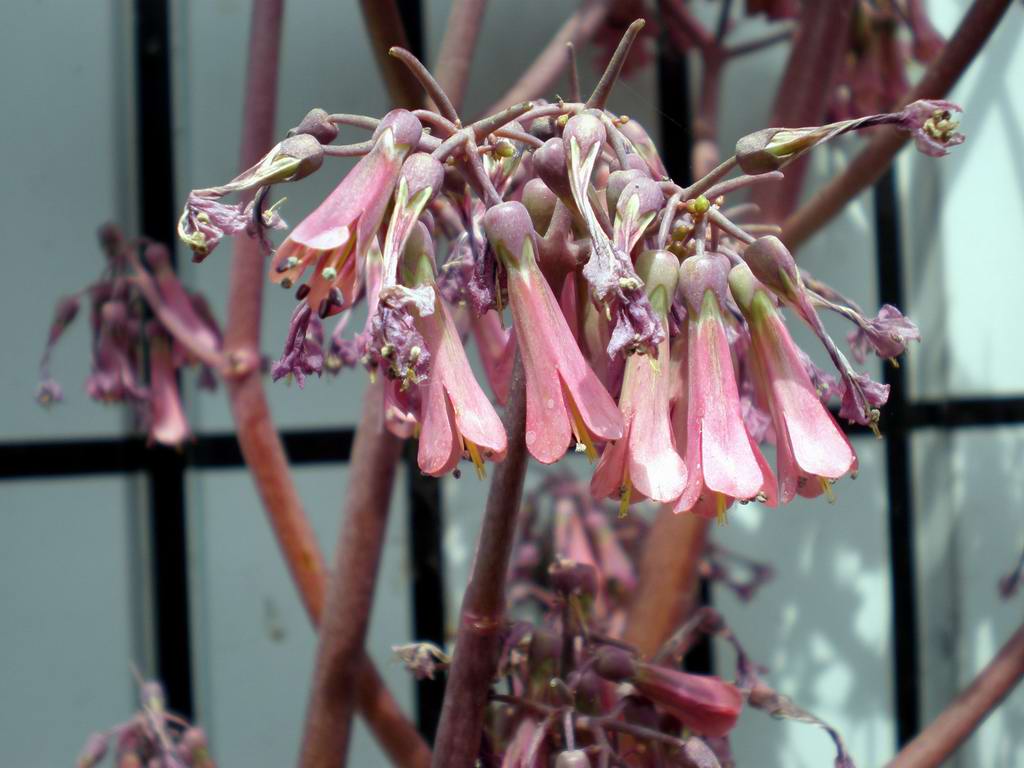 «ö¦¹¦b·sµøµ¡ÂsÄý¹Ï¤ù