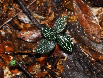 «ö¦¹¦b·sµøµ¡ÂsÄý¹Ï¤ù