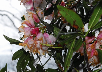 «ö¦¹¦b·sµøµ¡ÂsÄý¹Ï¤ù