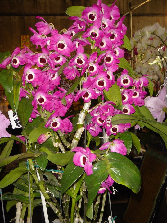 «ö¦¹¦b·sµøµ¡ÂsÄý¹Ï¤ù