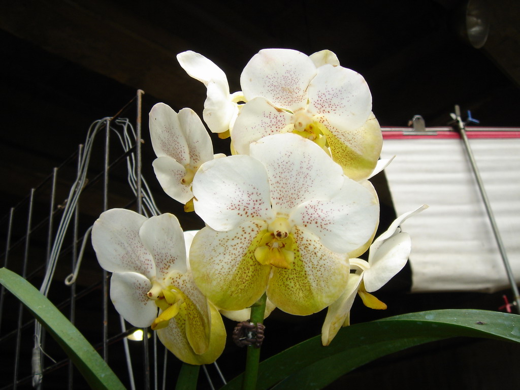 «ö¦¹¦b·sµøµ¡ÂsÄý¹Ï¤ù