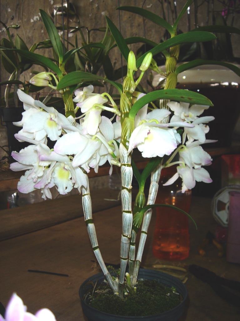 «ö¦¹¦b·sµøµ¡ÂsÄý¹Ï¤ù