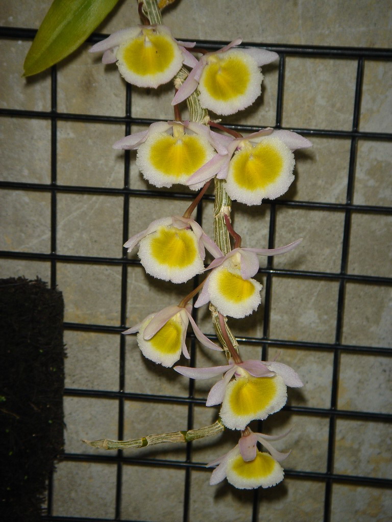 «ö¦¹¦b·sµøµ¡ÂsÄý¹Ï¤ù