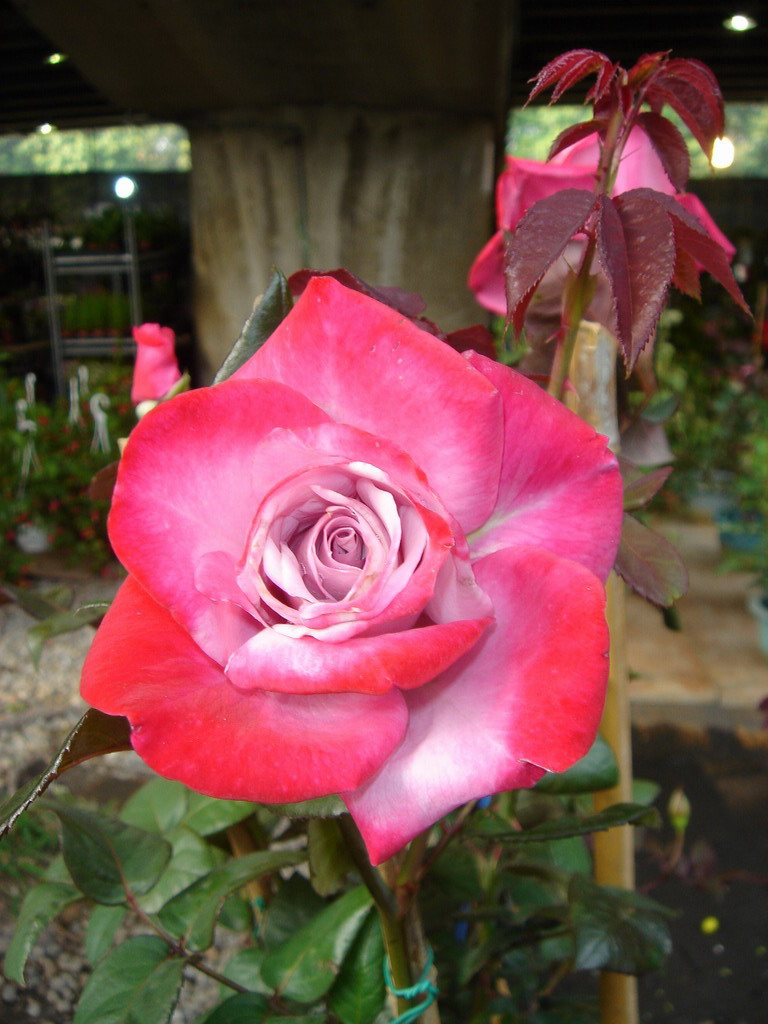 «ö¦¹¦b·sµøµ¡ÂsÄý¹Ï¤ù