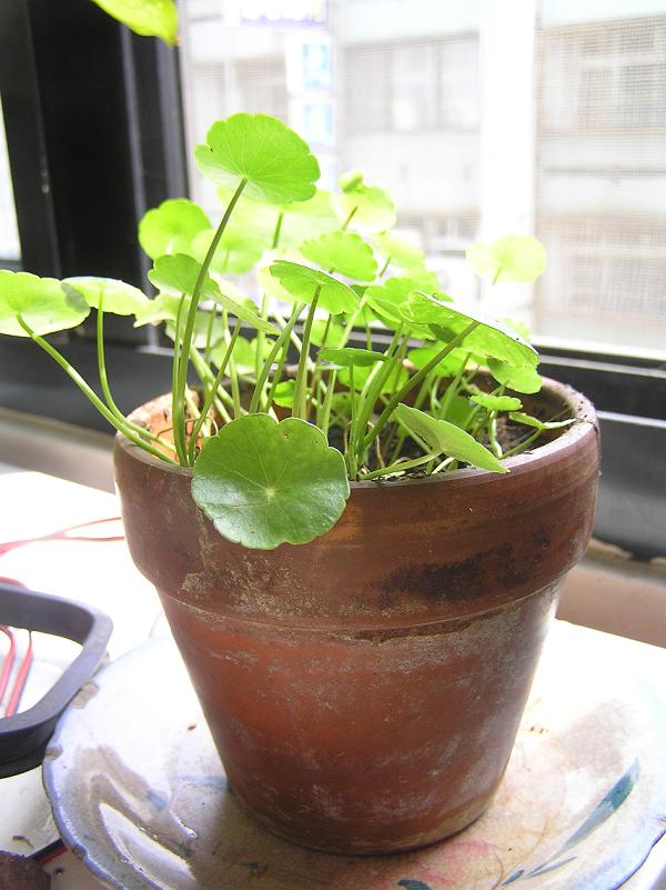 «ö¦¹¦b·sµøµ¡ÂsÄý¹Ï¤ù