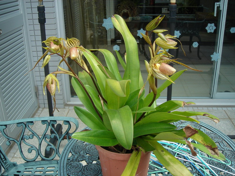 «ö¦¹¦b·sµøµ¡ÂsÄý¹Ï¤ù