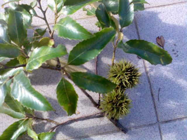 «ö¦¹¦b·sµøµ¡ÂsÄý¹Ï¤ù