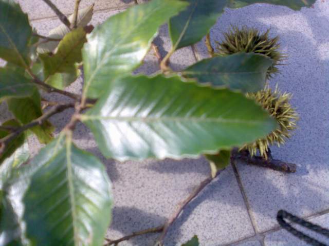 «ö¦¹¦b·sµøµ¡ÂsÄý¹Ï¤ù