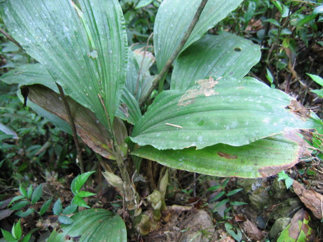 «ö¦¹¦b·sµøµ¡ÂsÄý¹Ï¤ù