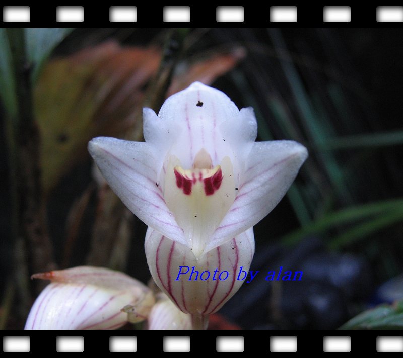 «ö¦¹¦b·sµøµ¡ÂsÄý¹Ï¤ù