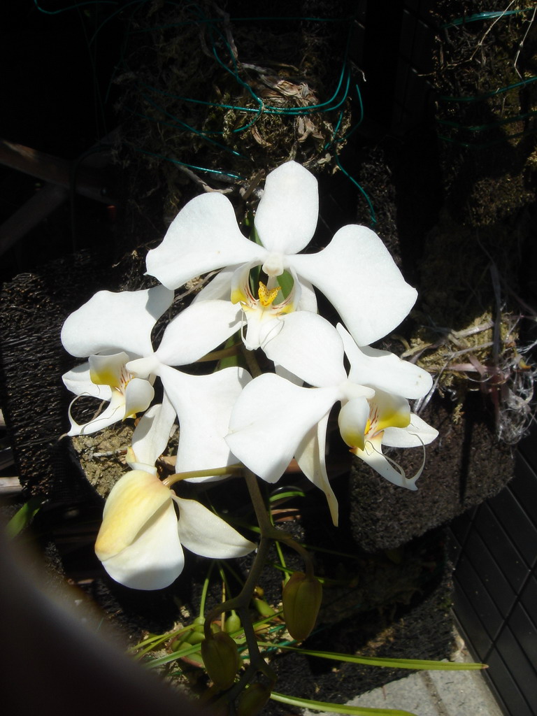 «ö¦¹¦b·sµøµ¡ÂsÄý¹Ï¤ù