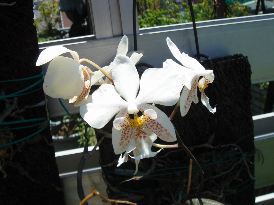 «ö¦¹¦b·sµøµ¡ÂsÄý¹Ï¤ù